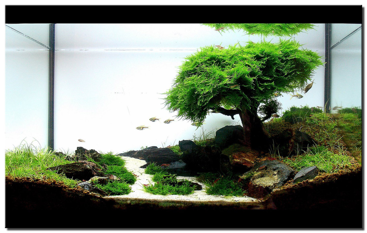 Detail Aquascape Background Putih Nomer 9