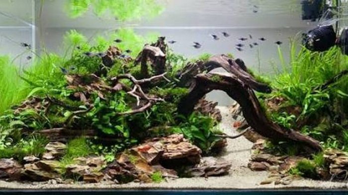 Detail Aquascape Batu Dan Kayu Nomer 11