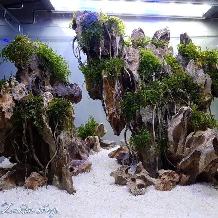 Detail Aquascape Batu Dan Kayu Nomer 28