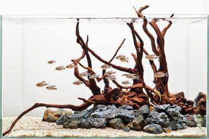 Detail Aquascape Batu Dan Kayu Nomer 58