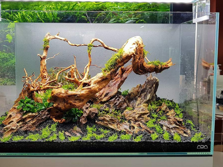 Detail Aquascape Batu Dan Kayu Nomer 7