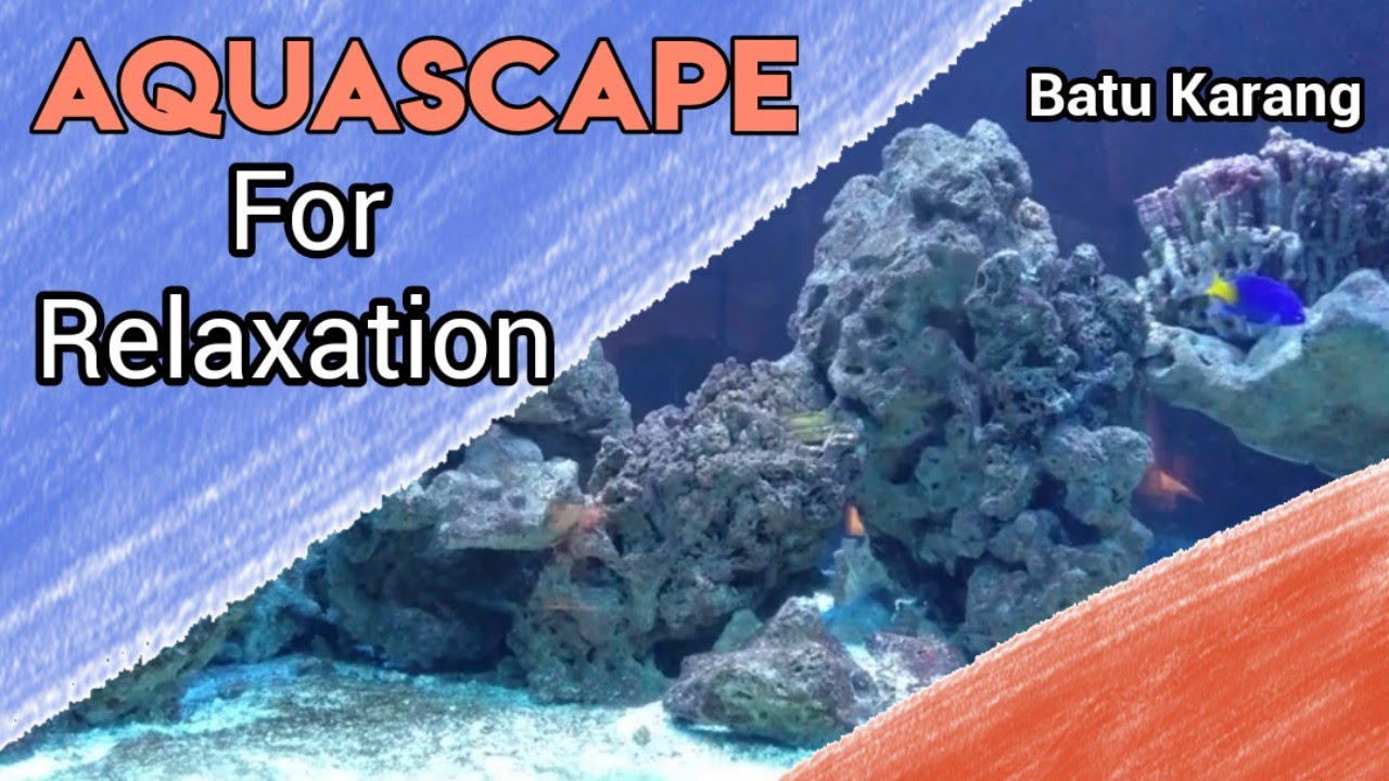 Detail Aquascape Batu Karang Laut Nomer 13