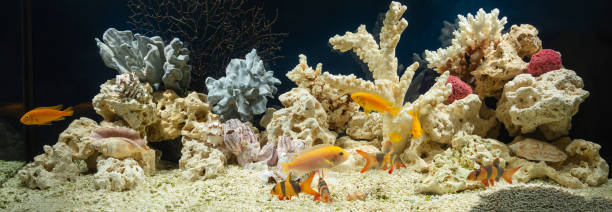 Detail Aquascape Batu Karang Laut Nomer 22