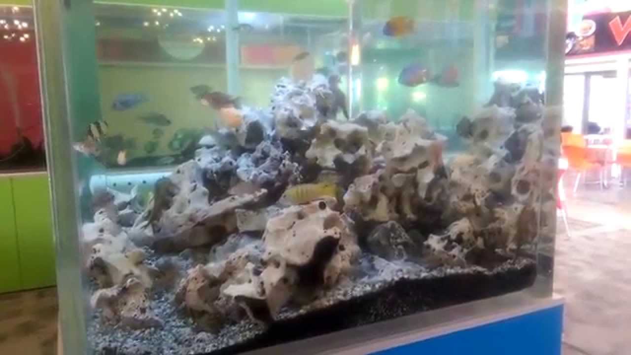 Detail Aquascape Batu Karang Laut Nomer 31