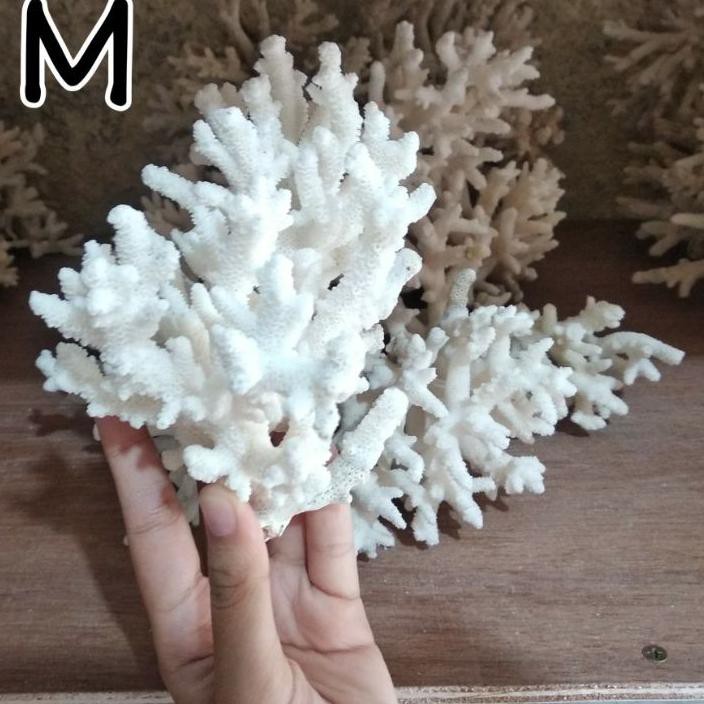 Detail Aquascape Batu Karang Laut Nomer 42