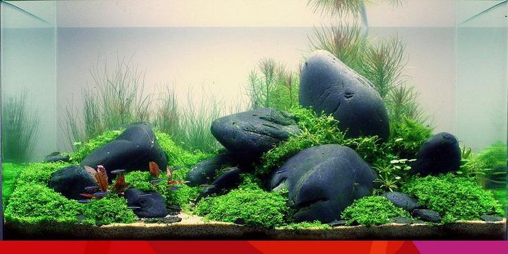 Detail Aquascape Batu Tebing Nomer 23