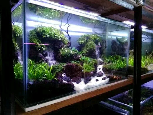 Detail Aquascape Cantik Nomer 23