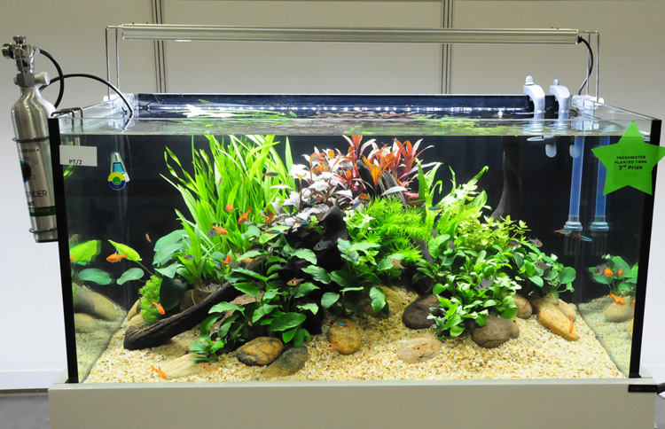 Detail Aquascape Dinding Nomer 47