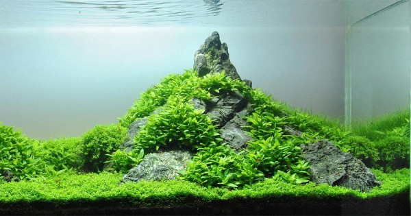 Detail Aquascape Gunung Nomer 14