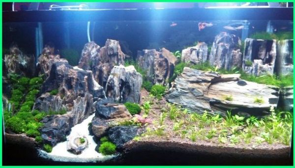 Detail Aquascape Gunung Nomer 25