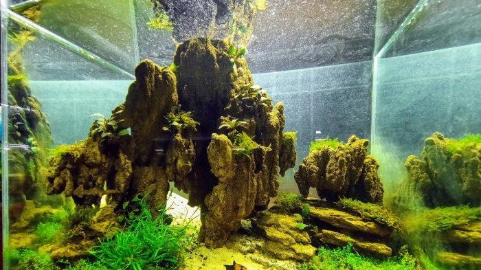 Detail Aquascape Gunung Nomer 52