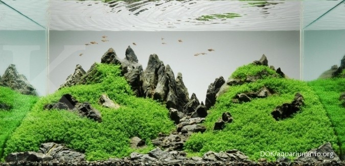 Detail Aquascape Gunung Nomer 9