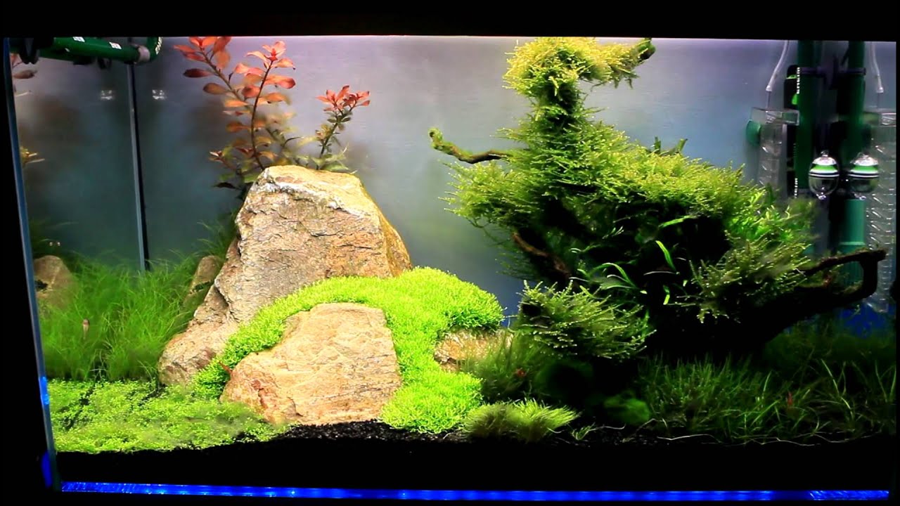 Detail Aquascape Hd Nomer 15