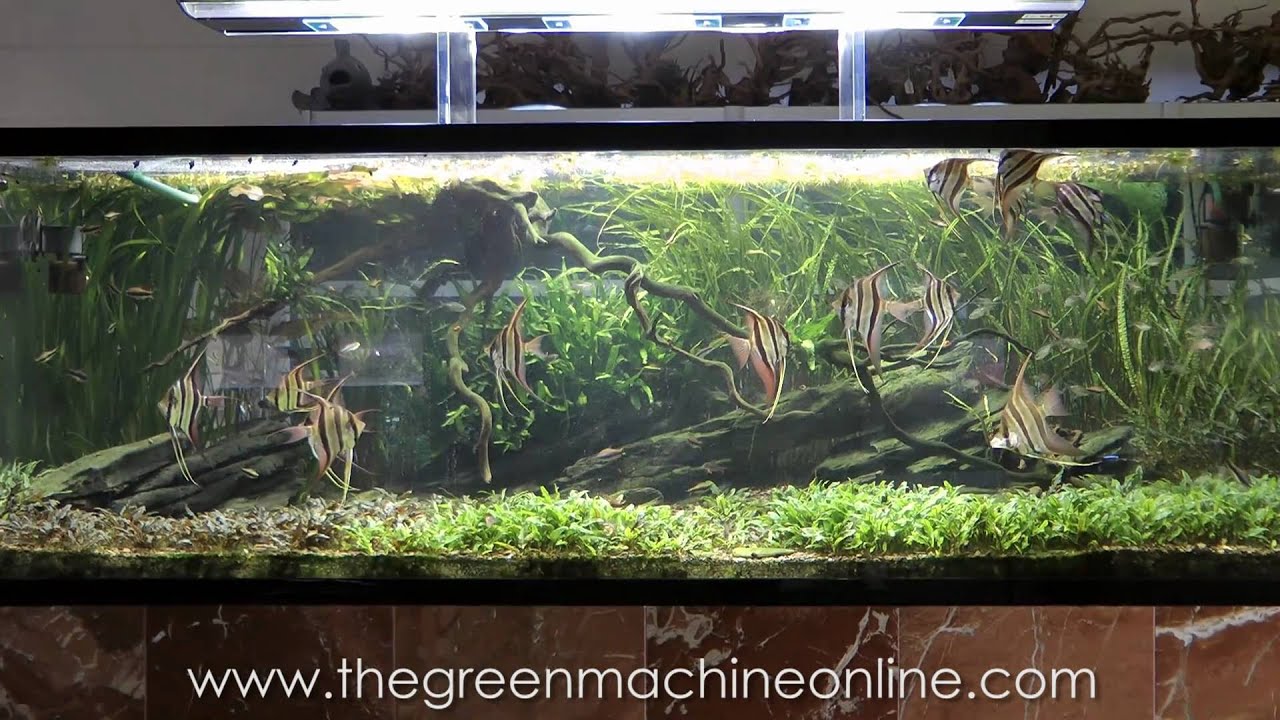 Detail Aquascape Hd Nomer 25