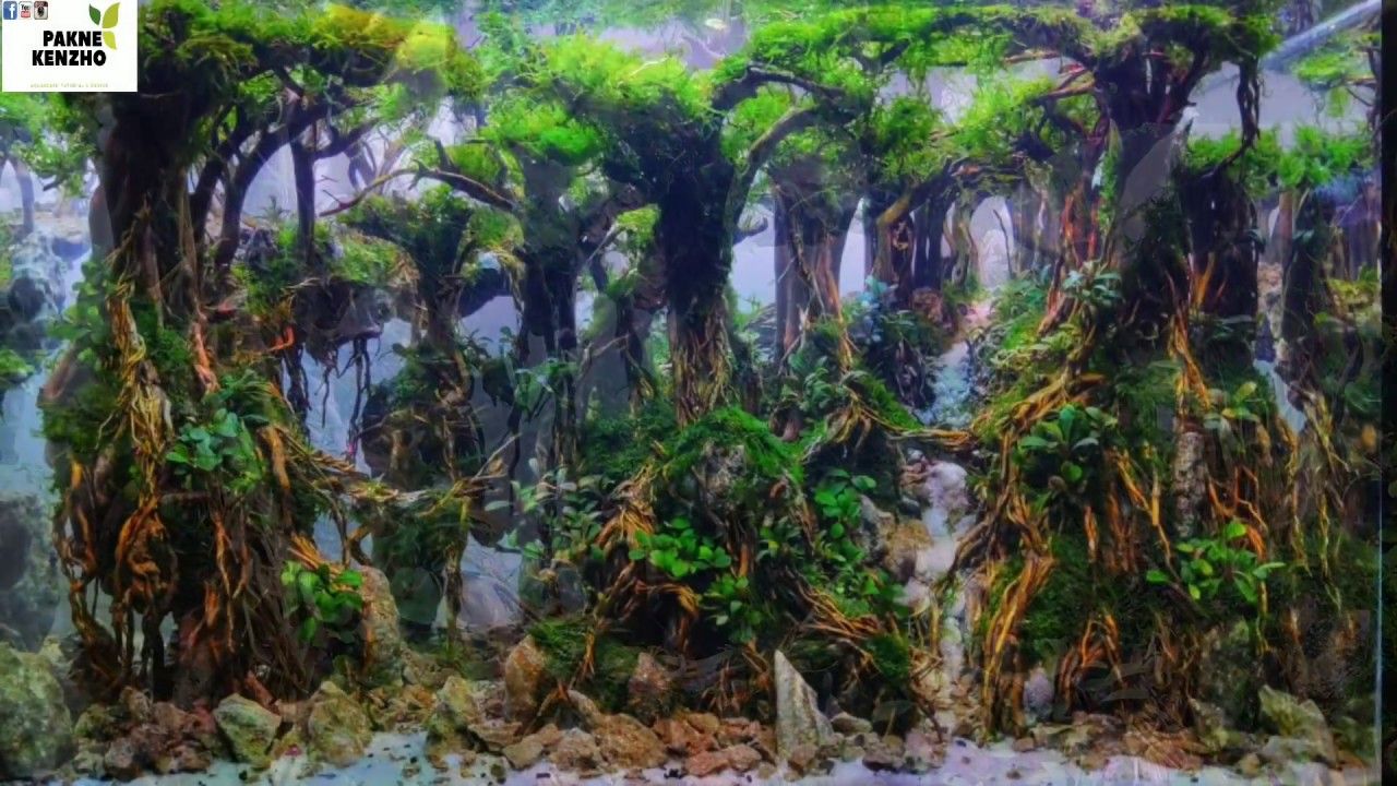 Aquascape Hutan - KibrisPDR