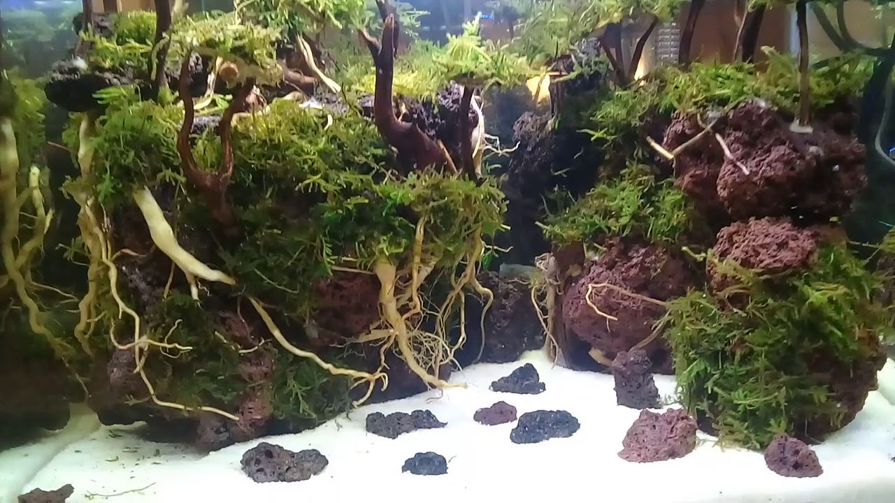 Detail Aquascape Hutan Nomer 13