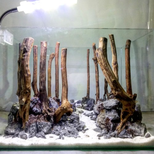 Detail Aquascape Hutan Nomer 14