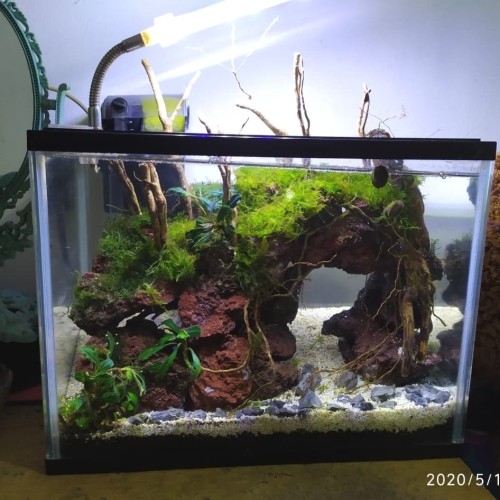 Detail Aquascape Hutan Nomer 24