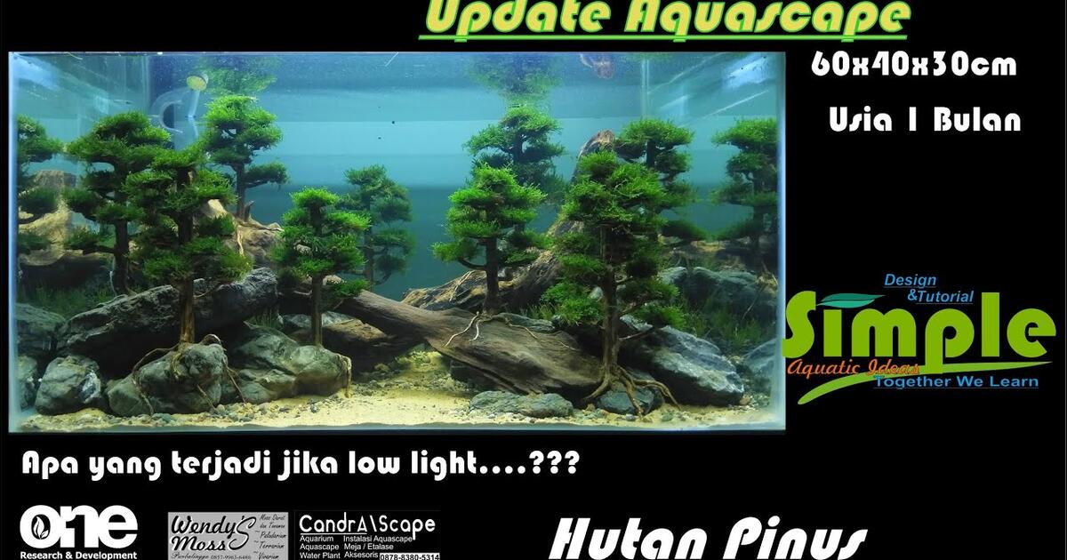 Detail Aquascape Hutan Nomer 38