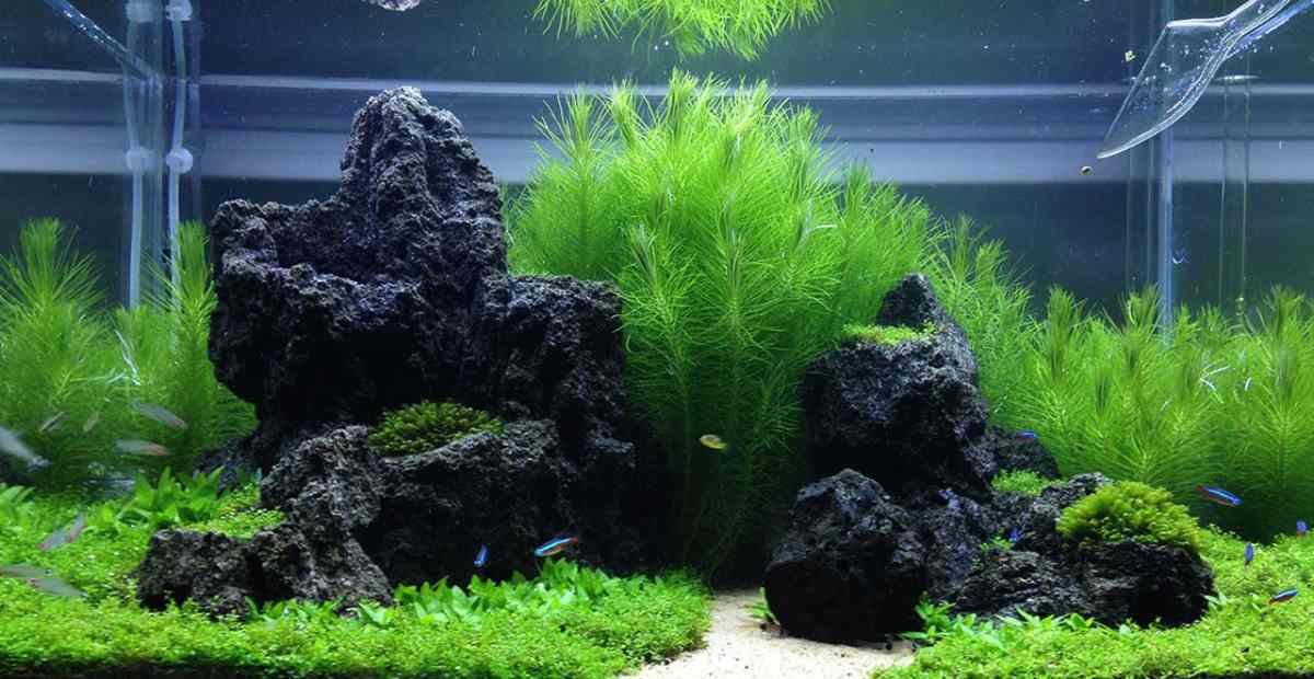 Detail Aquascape Hutan Nomer 46