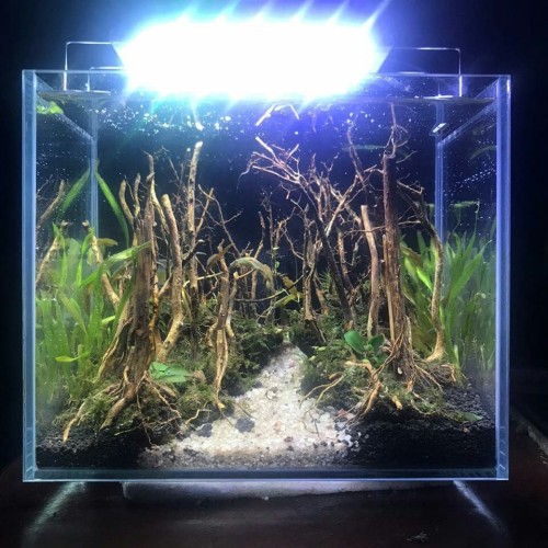 Detail Aquascape Hutan Nomer 47