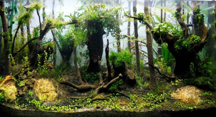 Detail Aquascape Hutan Nomer 51