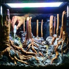 Detail Aquascape Hutan Nomer 8