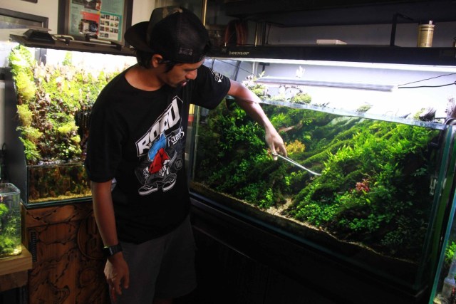 Detail Aquascape Juara 1 Dunia Nomer 5