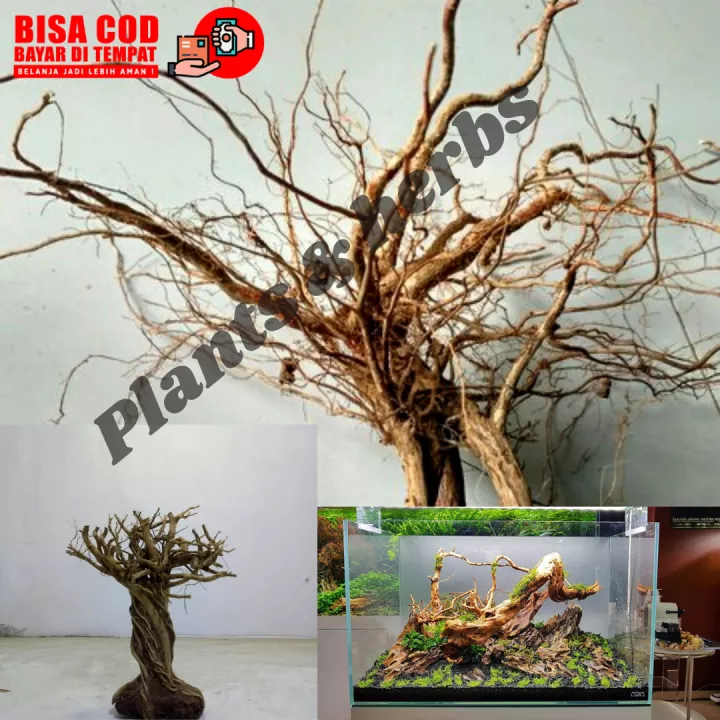 Detail Aquascape Kering Nomer 47