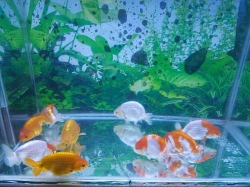 Detail Aquascape Koki Nomer 25