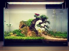 Detail Aquascape Mini Batu Nomer 11