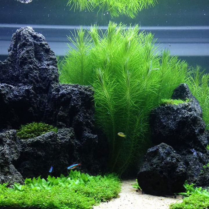 Detail Aquascape Mini Batu Nomer 15