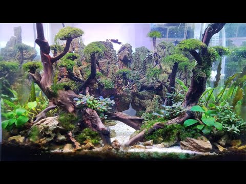 Detail Aquascape Mini Batu Nomer 35