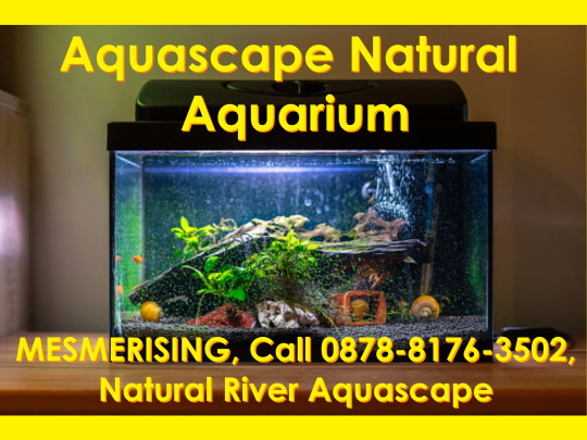 Detail Aquascape Mini Batu Nomer 39