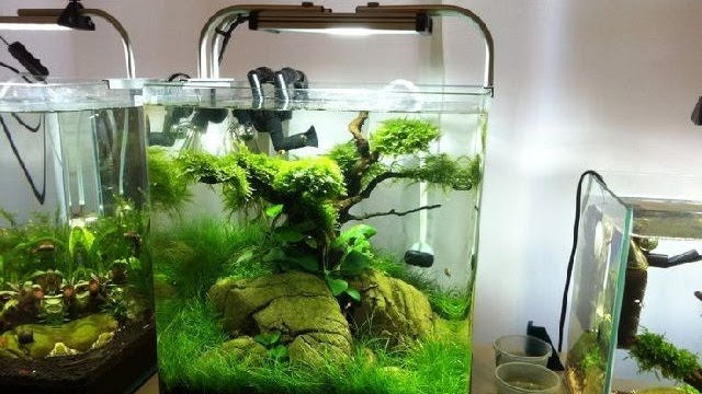 Detail Aquascape Mini Batu Nomer 48