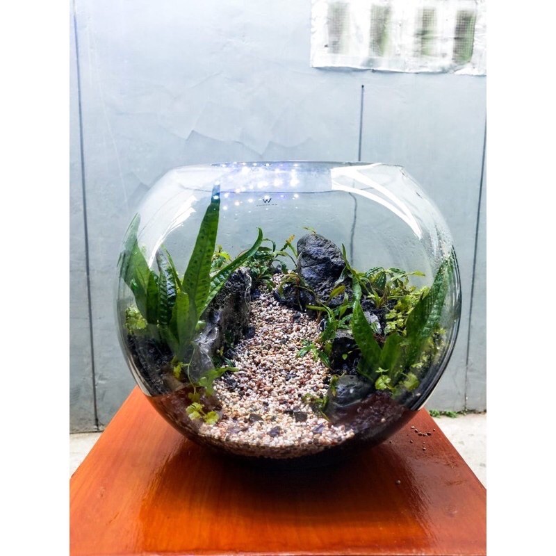 Detail Aquascape Mini Bulat Nomer 12