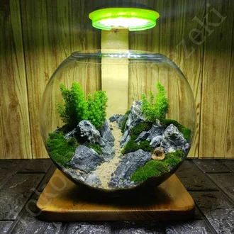 Detail Aquascape Mini Bulat Nomer 29