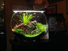 Detail Aquascape Mini Bulat Nomer 4