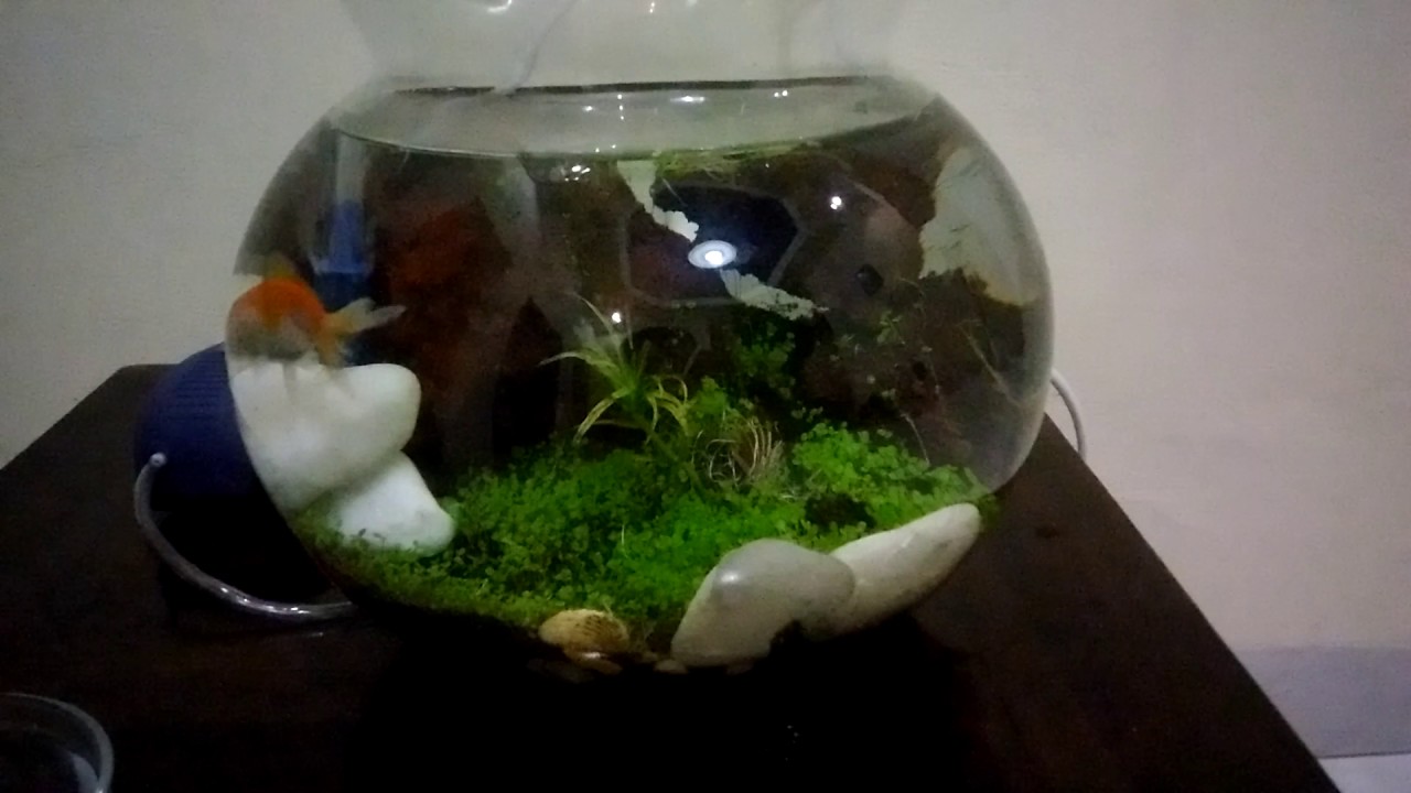 Detail Aquascape Mini Bulat Nomer 33