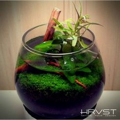 Detail Aquascape Mini Bulat Nomer 38