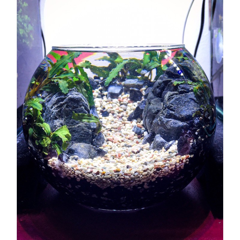 Detail Aquascape Mini Bulat Nomer 6