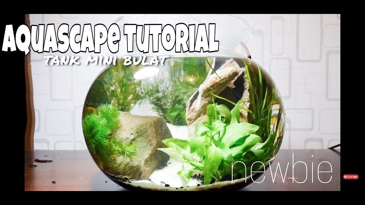 Detail Aquascape Mini Bulat Nomer 9