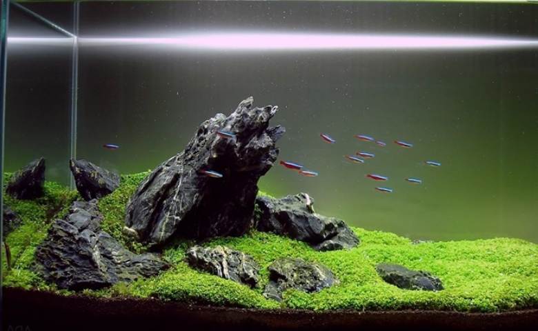 Detail Aquascape Minimalis Nomer 25