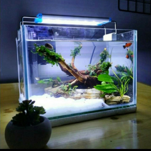 Detail Aquascape Minimalis Nomer 4