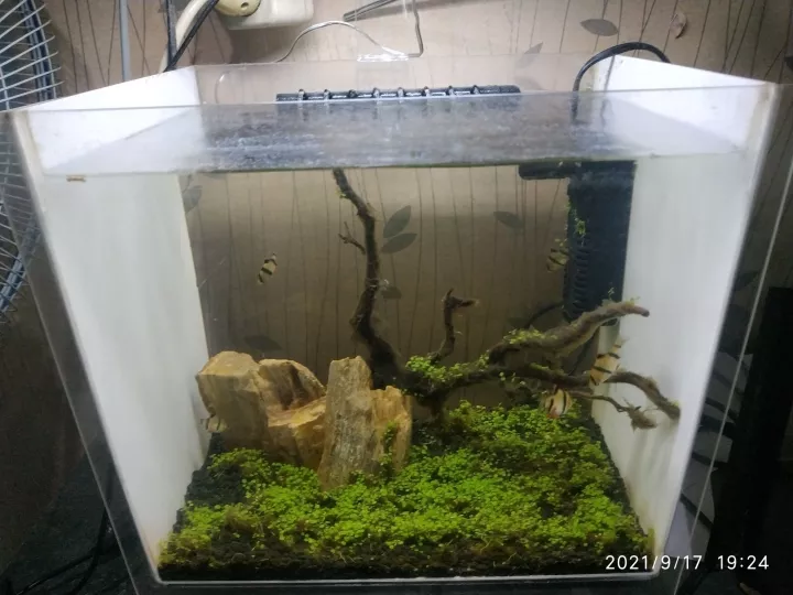 Detail Aquascape Minimalis Nomer 52