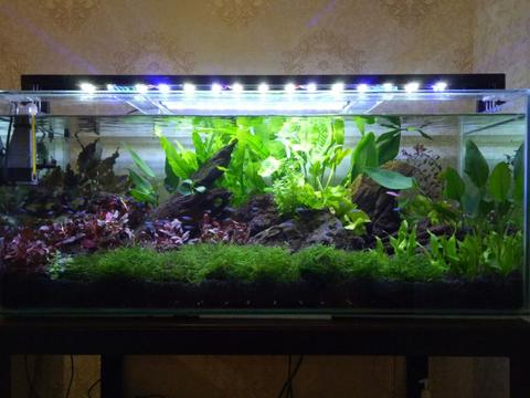 Detail Aquascape Minimalis Nomer 56