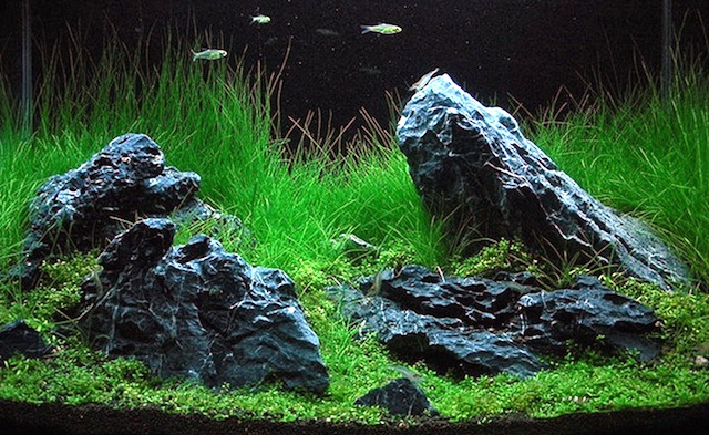 Detail Aquascape Natural Batu Nomer 50