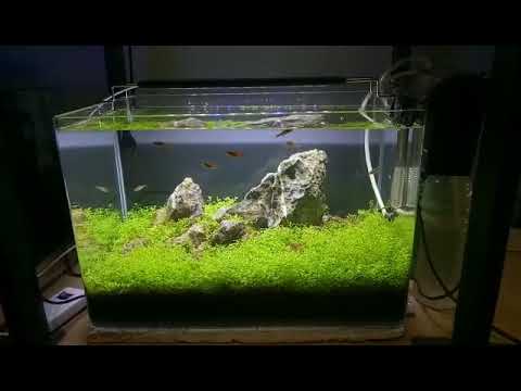 Aquascape Padang Rumput - KibrisPDR