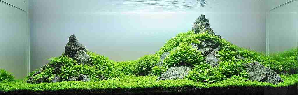 Detail Aquascape Padang Rumput Nomer 10