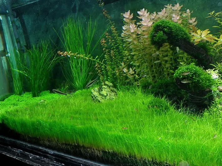 Detail Aquascape Padang Rumput Nomer 13